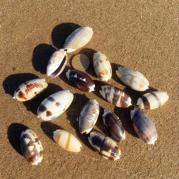 10stk 3-4cm naturlige havet skaller stranden shell-prøve i akvarium fiskeri net nautiske home decor Bryllup Part Indretning Håndværk