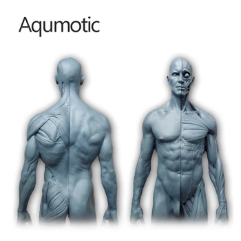 Aqumotic Musul Model Mannequin Knogle Modeller Dekoration Anatomiske Art Medicinsk Menneskelige Krop Struktur Folk 1pc Muskel Indretning