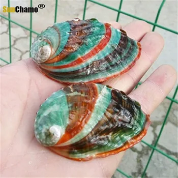 Naturlige Conch Shell Farverige Abaloneskal Akvarium, Akvarium Landskabspleje Vægdekoration 6-7 Cm Middelhavet Ornamenter Håndværk
